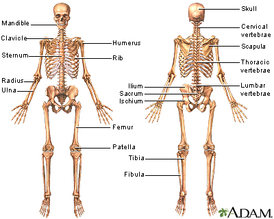 Skeletal System Information